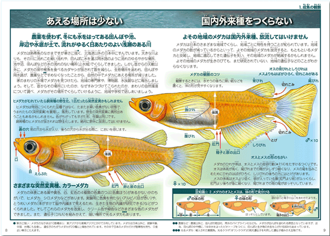 いのちのかんさつ いのちのかんさつ 3 メダカ 少年写真新聞社のホームページ