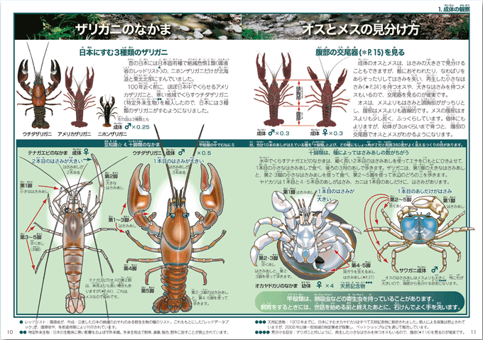 いのちのかんさつ いのちのかんさつ 5 ザリガニ 少年写真新聞社のホームページ