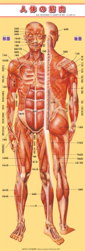等身大 人体の筋肉 少年写真新聞社のホームページ
