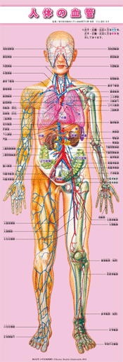 等身大 人体の血管 少年写真新聞社のホームページ