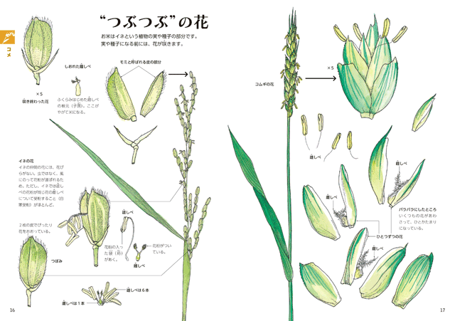 おいしい つぶつぶ 穀物の知恵 ゲッチョ先生の穀物コレクション 少年写真新聞社のホームページ