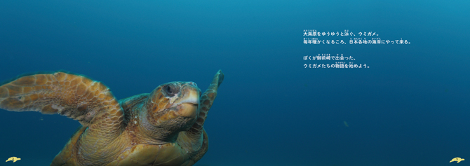 少年写真絵本ウミガメ いのちをつなぐ岬 少年写真新聞社のホームページ