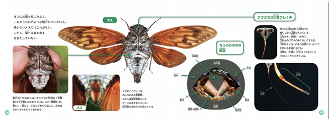 少年写真絵本はじめて見たよ セミのなぞ 少年写真新聞社のホームページ